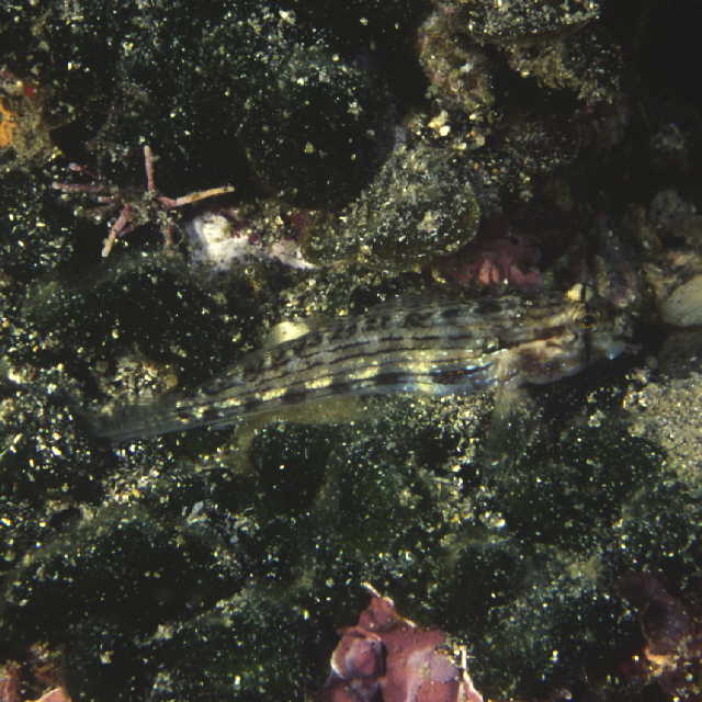 Gnatholepis cauerensis